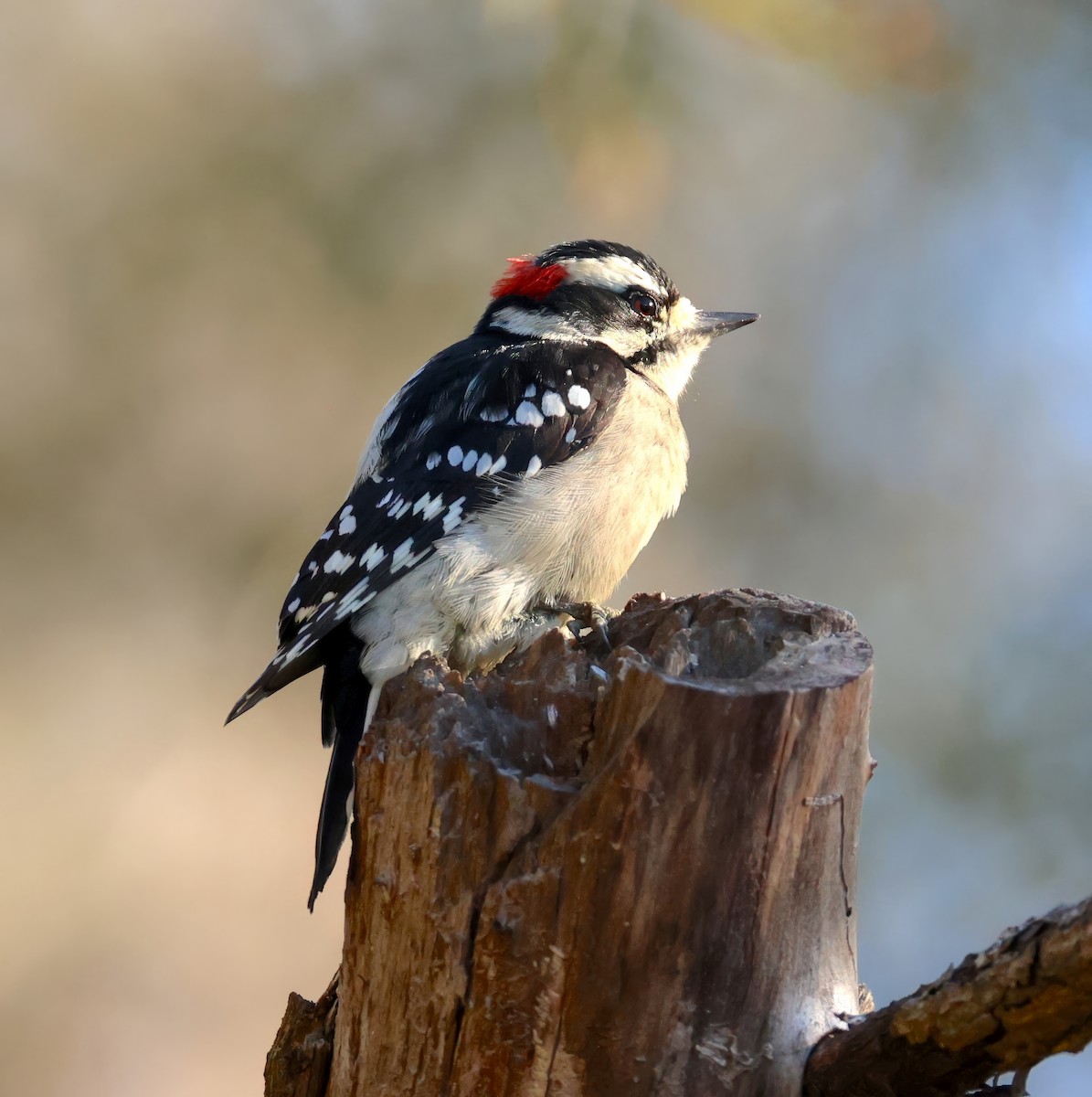 Downy Woodpecker - ML643231493