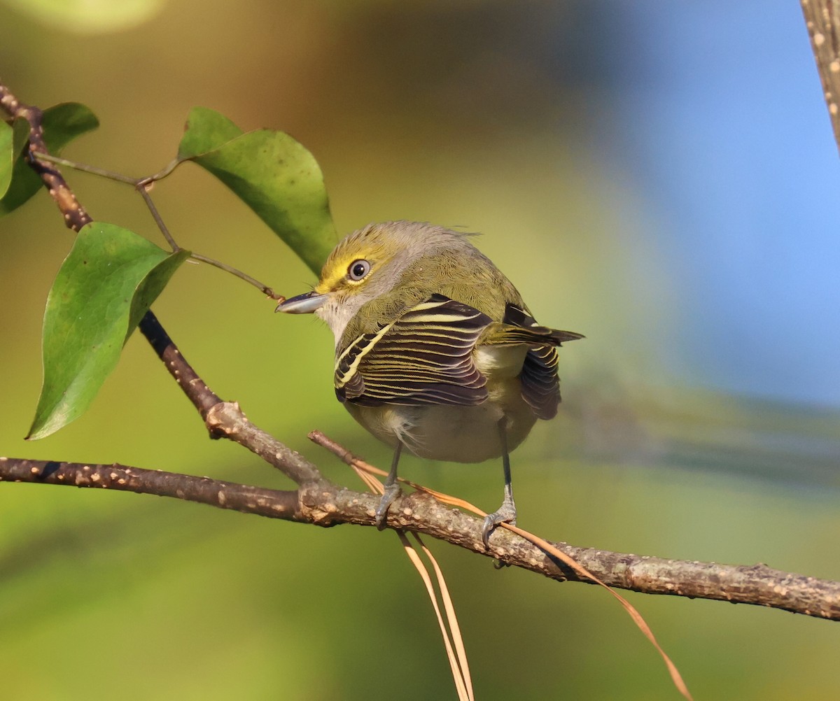 White-eyed Vireo - ML643231496
