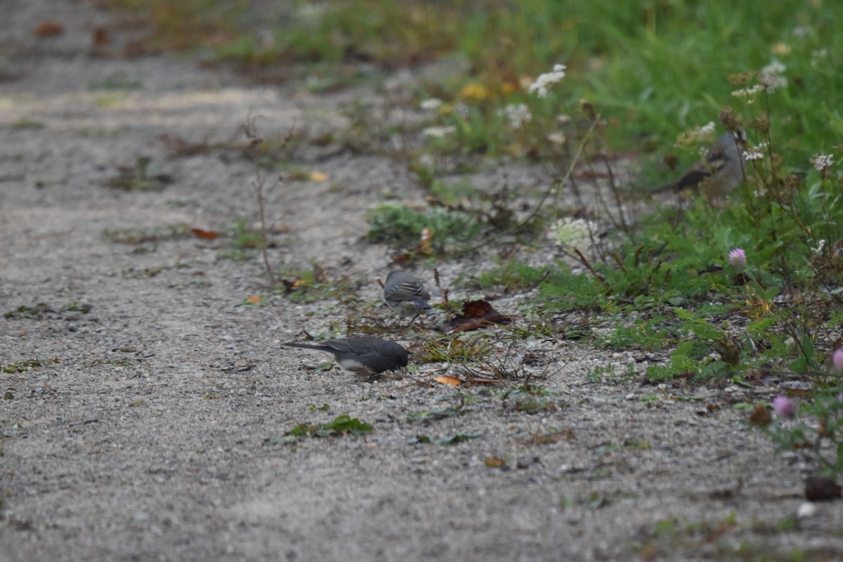 Dark-eyed Junco - ML643231497
