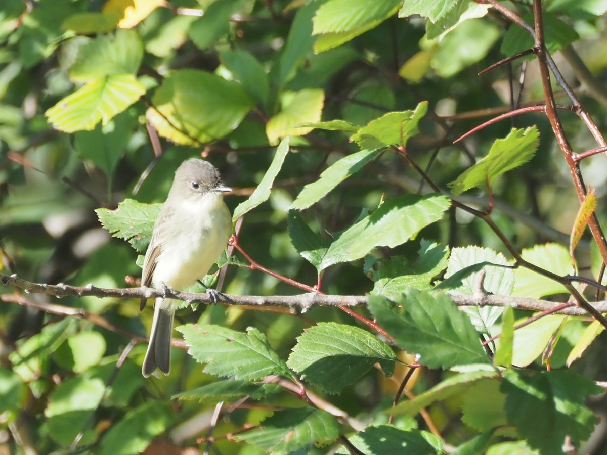 Eastern Phoebe - ML643231501