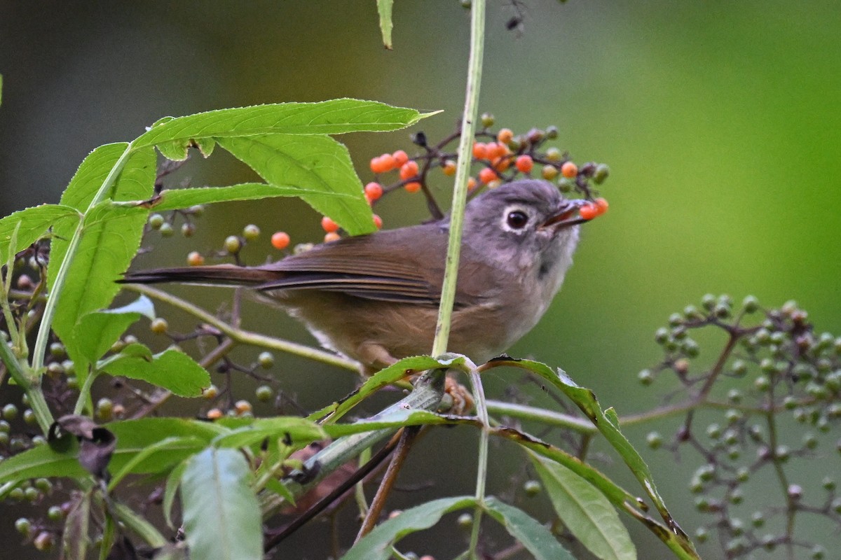 Morrison's Fulvetta - ML643231502