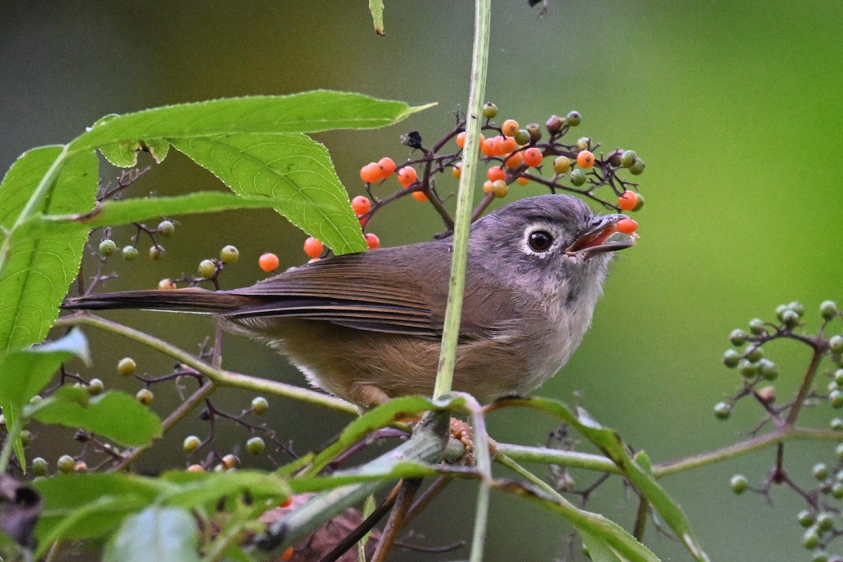 Morrison's Fulvetta - ML643231512