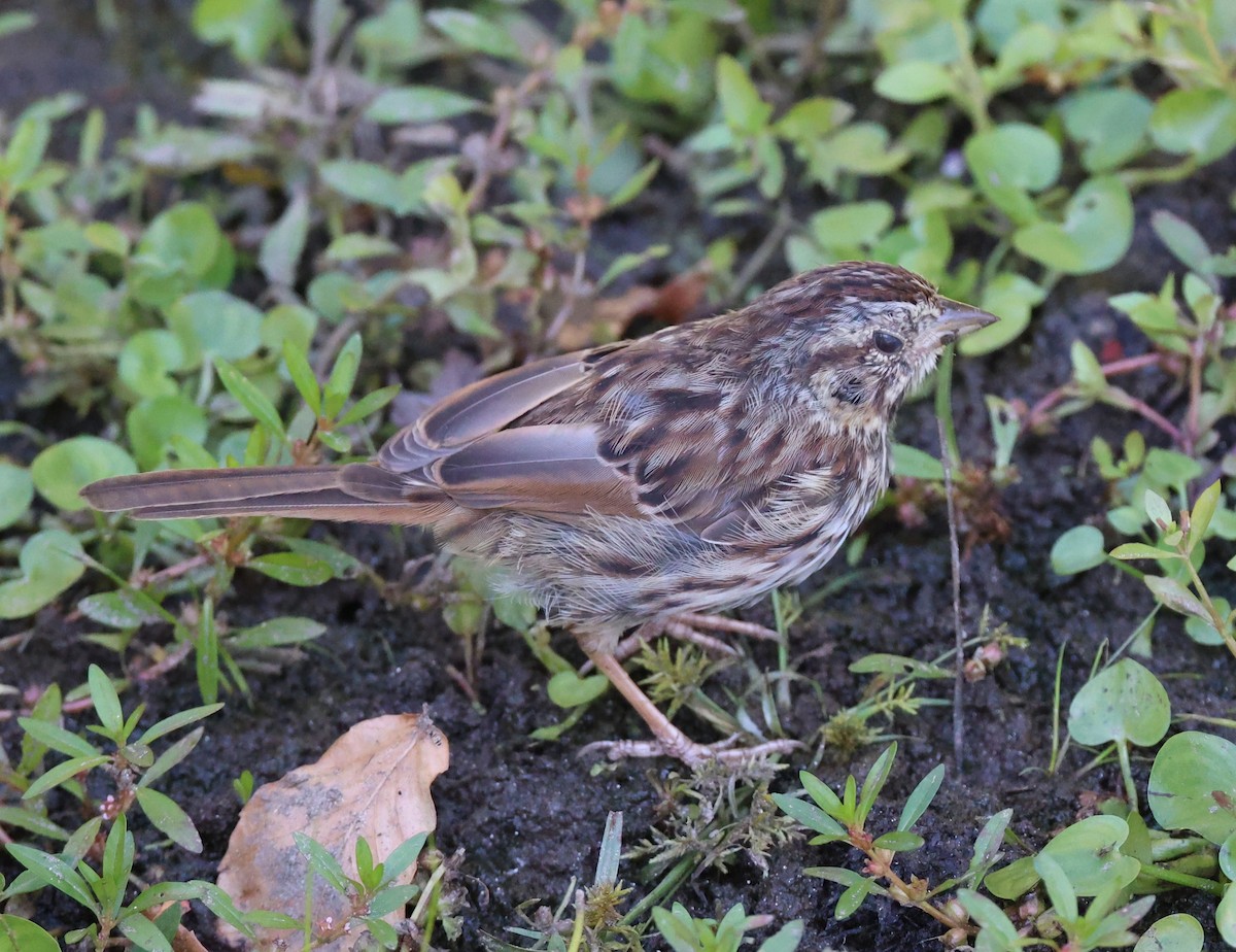 Song Sparrow - ML643231513