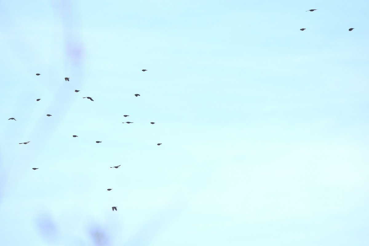 passerine sp. - ML643231515