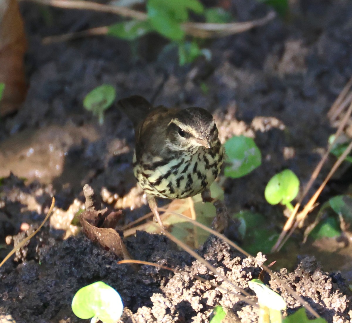 Northern Waterthrush - ML643231516