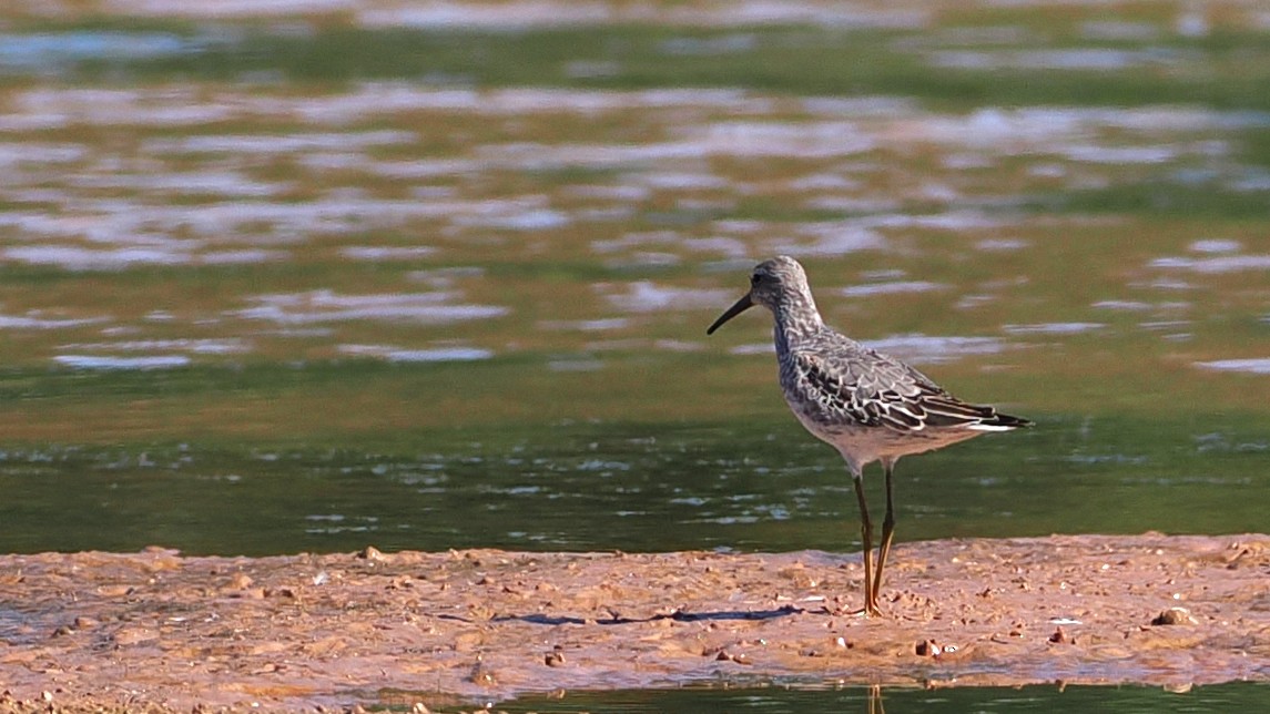 Stilt Sandpiper - ML643231522
