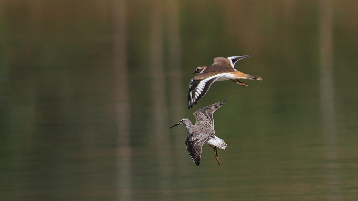 Stilt Sandpiper - ML643231523