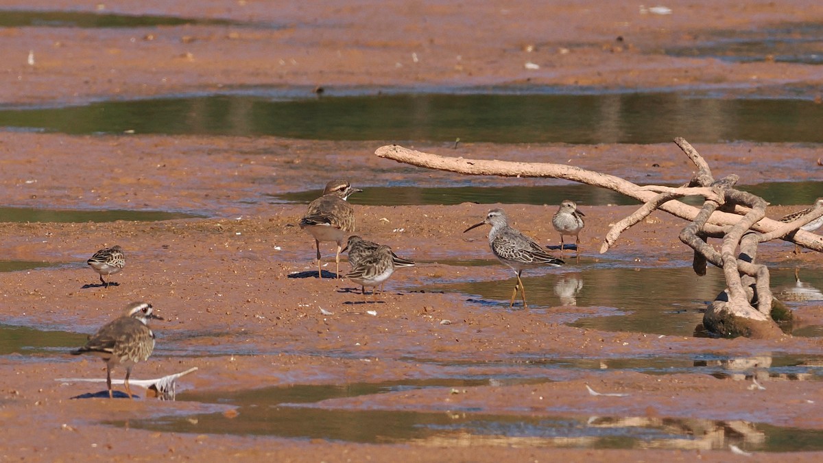 Stilt Sandpiper - ML643231524