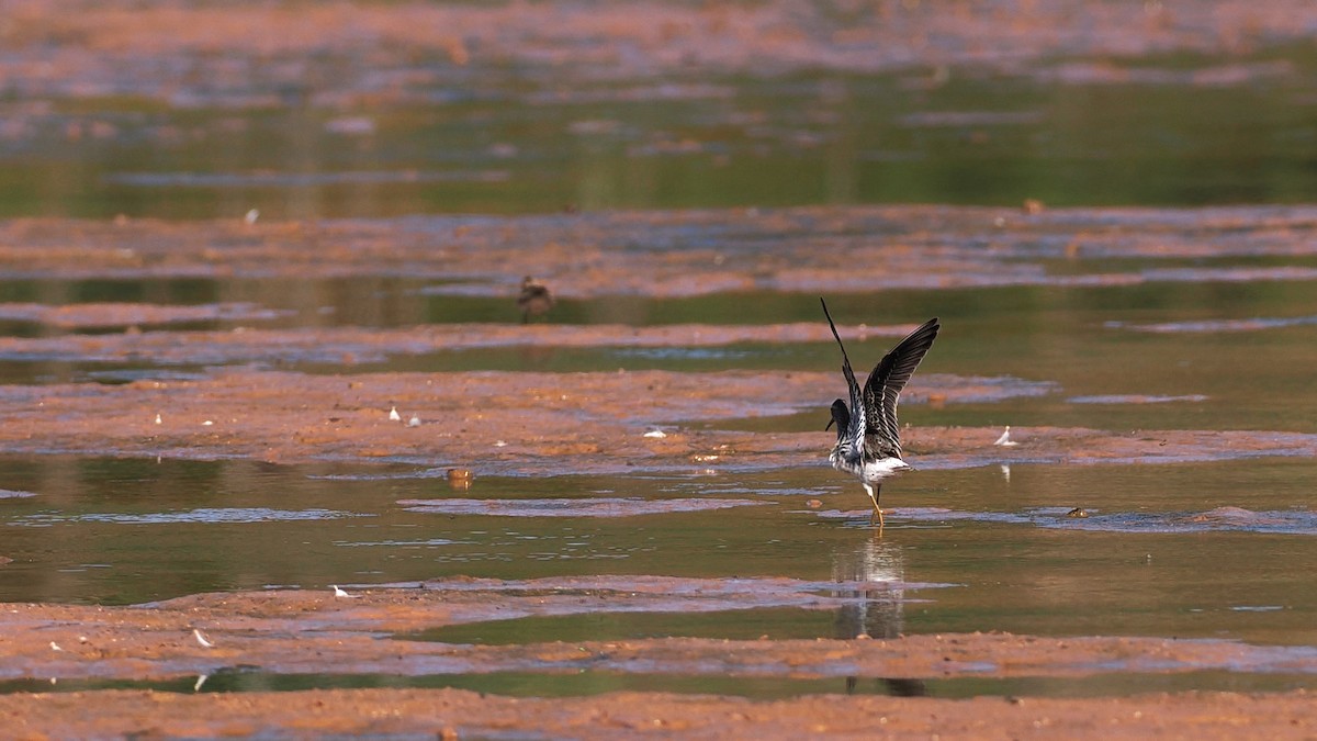 Stilt Sandpiper - ML643231525