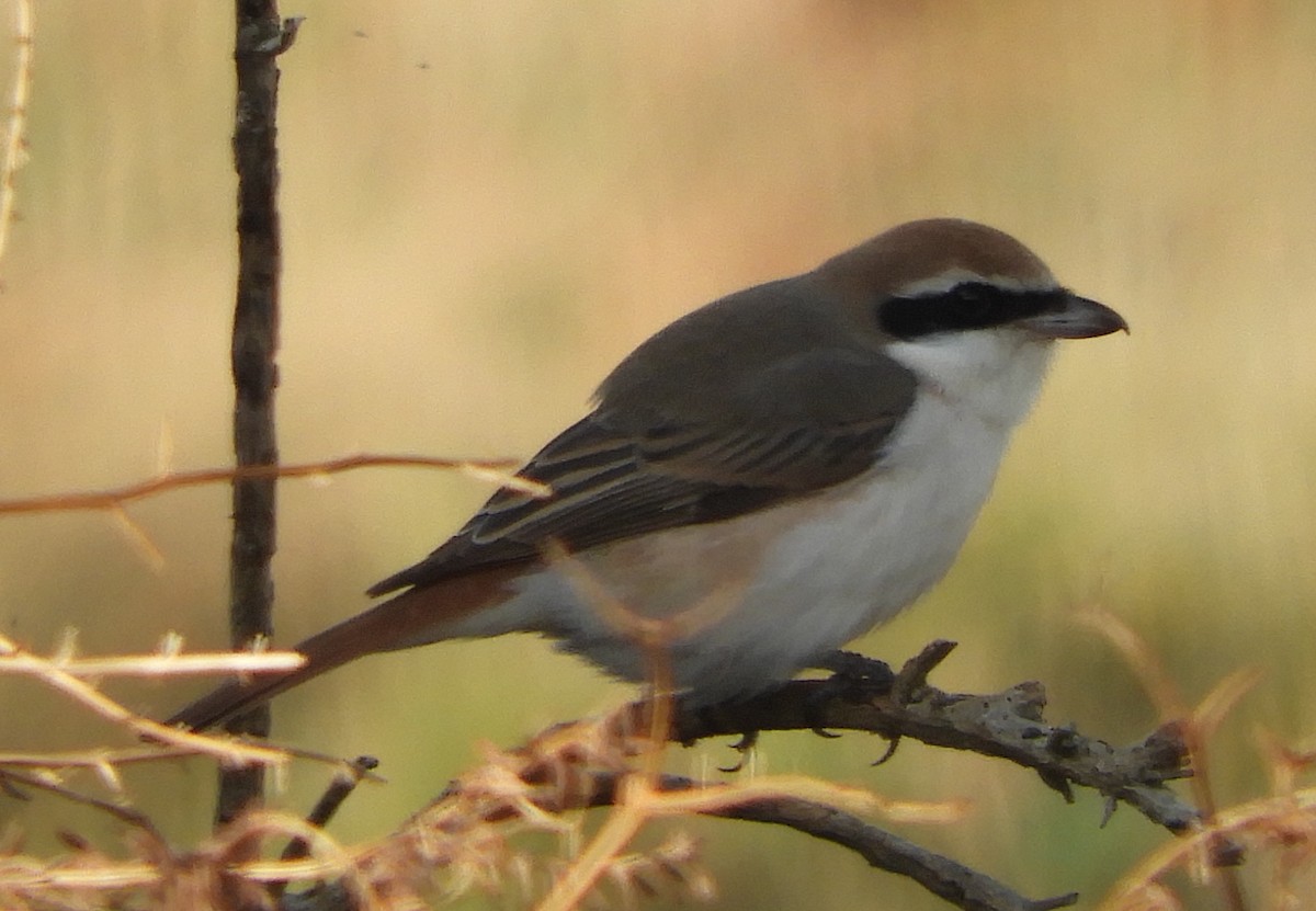 Red-tailed Shrike - ML643231546