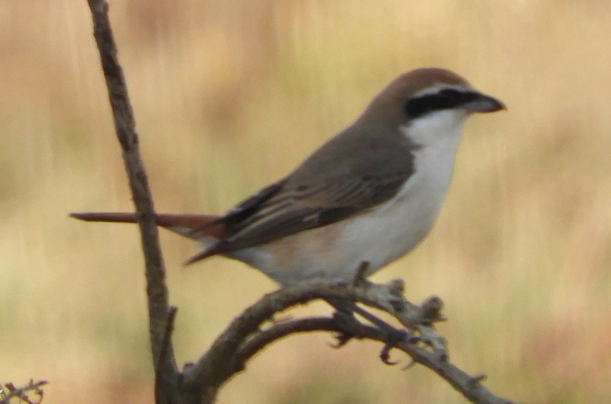 Red-tailed Shrike - ML643231549