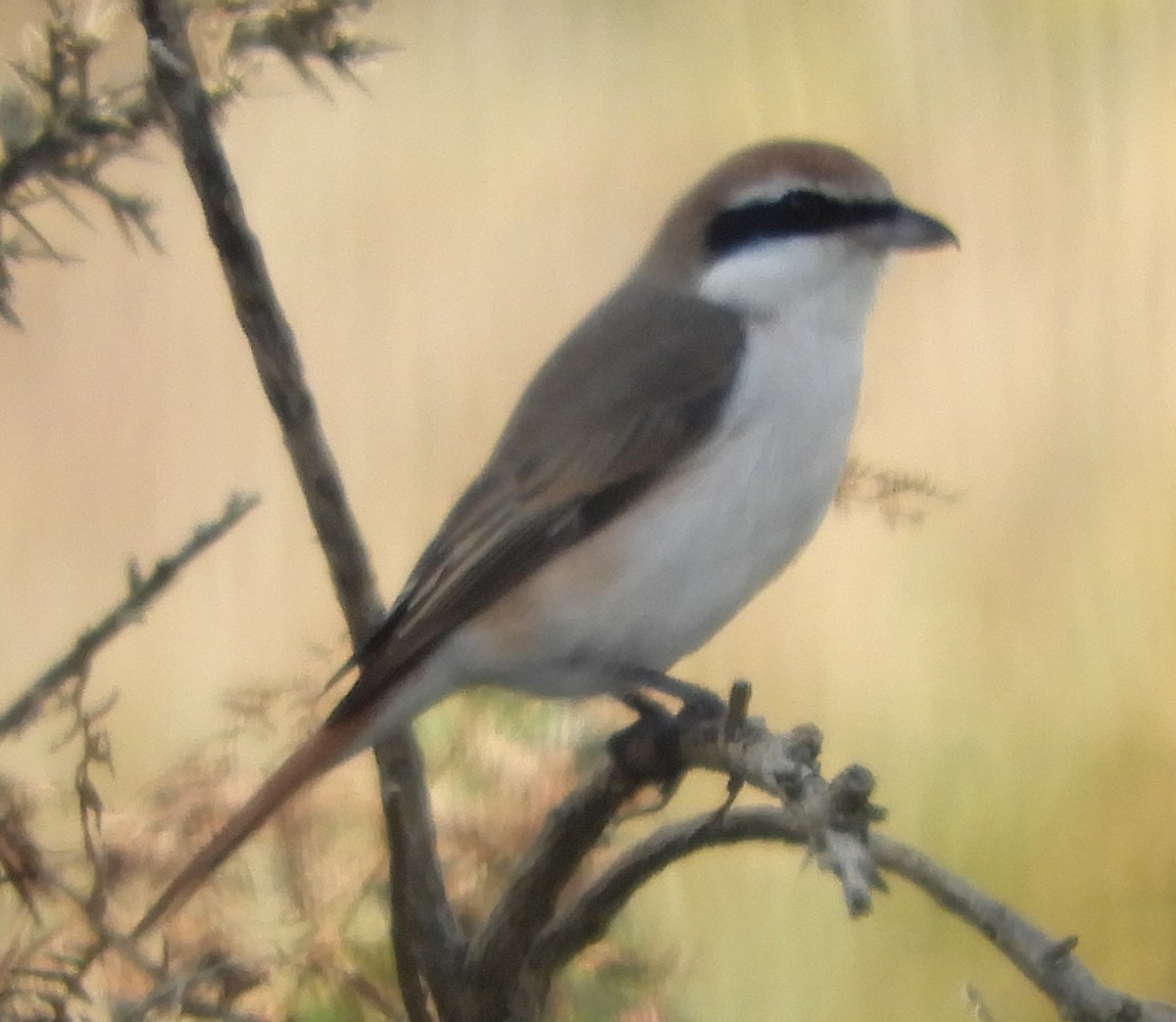 Red-tailed Shrike - ML643231551