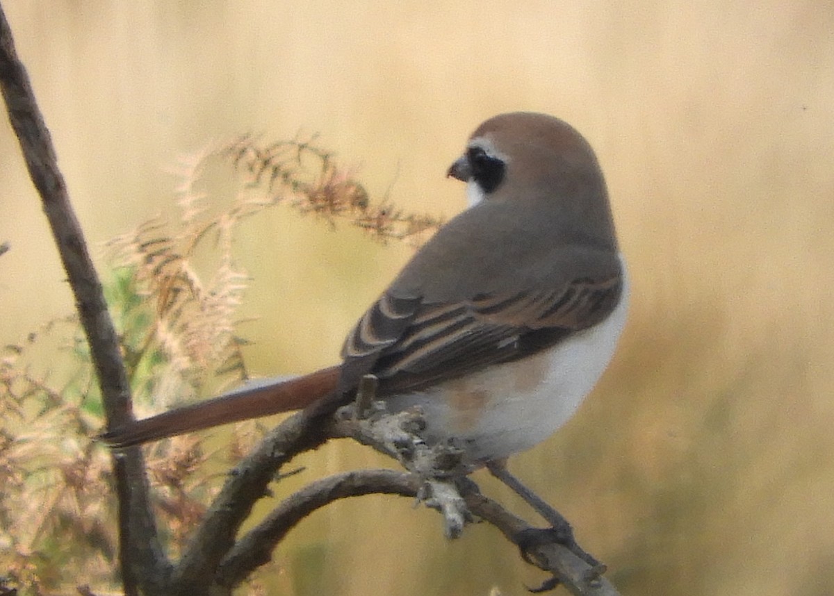 Red-tailed Shrike - ML643231552