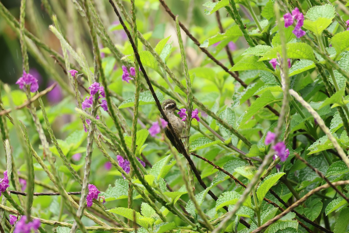 Colibrí Jaspeado - ML643231581