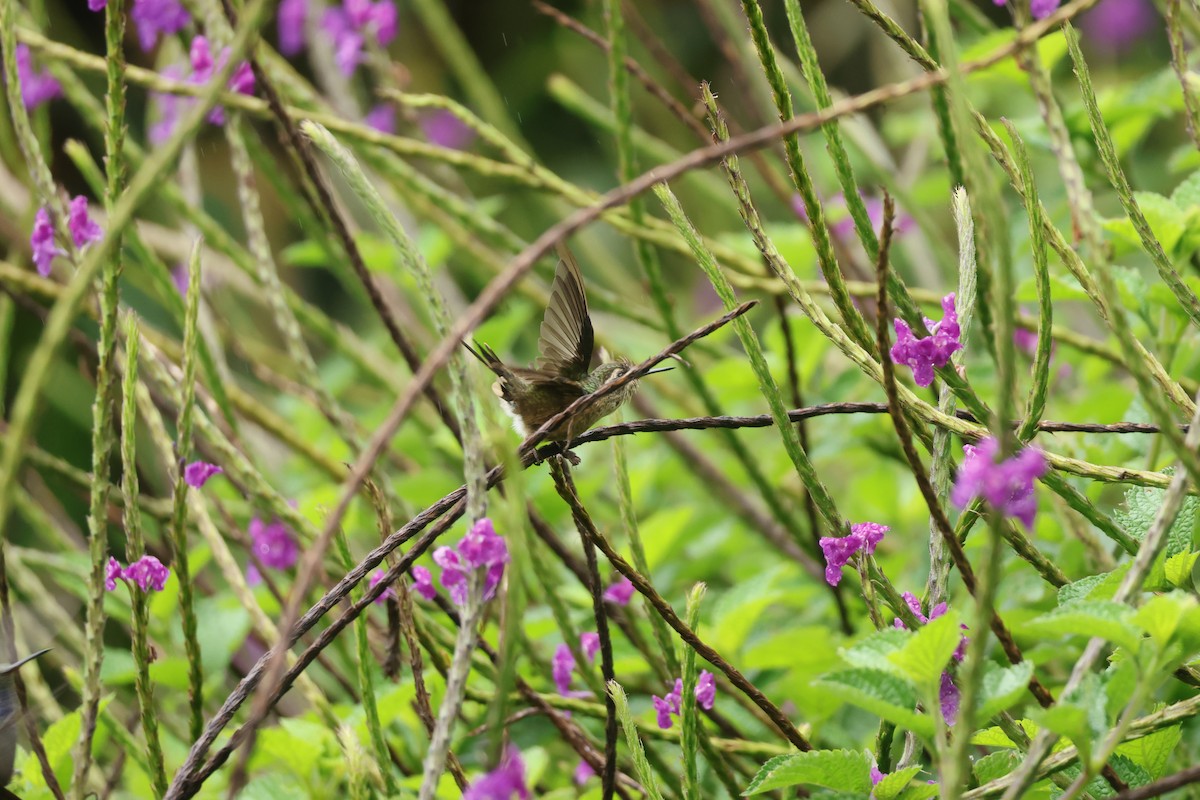 Colibrí Jaspeado - ML643231582