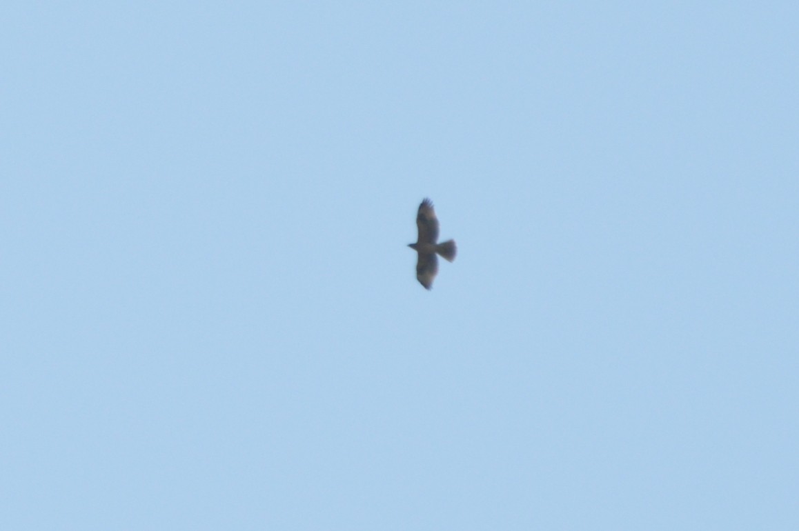 Águila Perdicera - ML643231584
