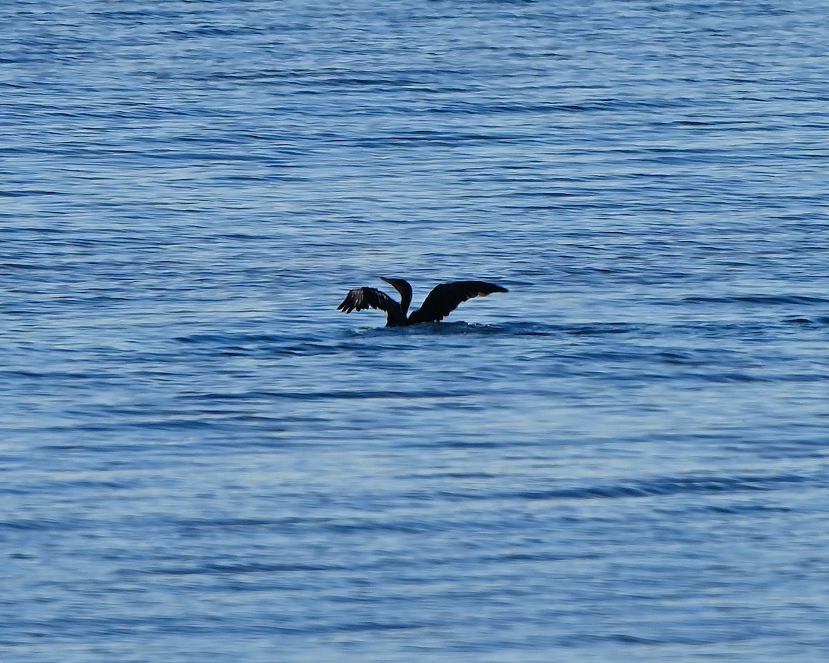 Cormorán Orejudo - ML643231586