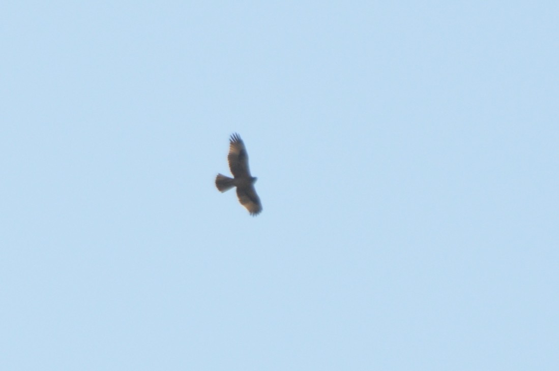 Águila Perdicera - ML643231595