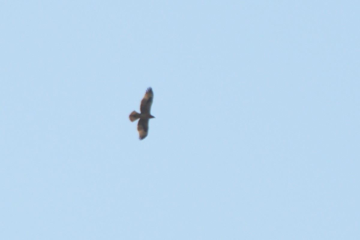 Águila Perdicera - ML643231603