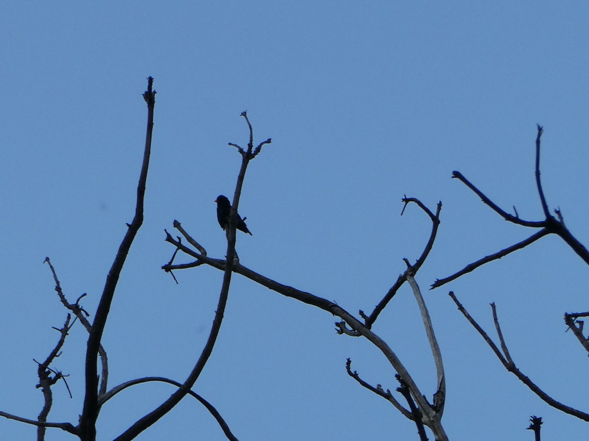Viuda Senegalesa - ML643231604