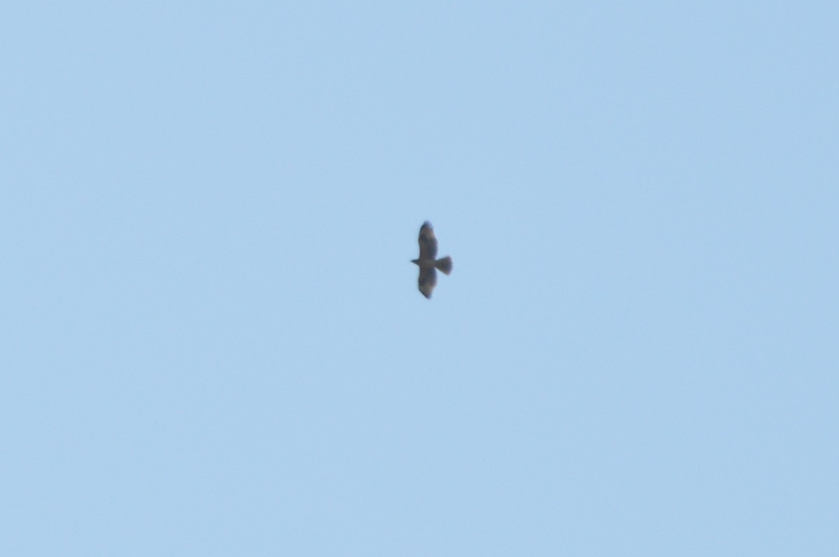 Águila Perdicera - ML643231608
