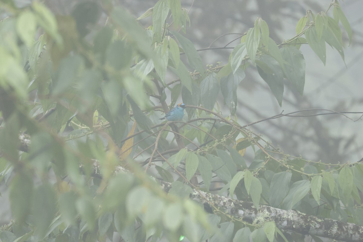 キンエリフウキンチョウ - ML643231621