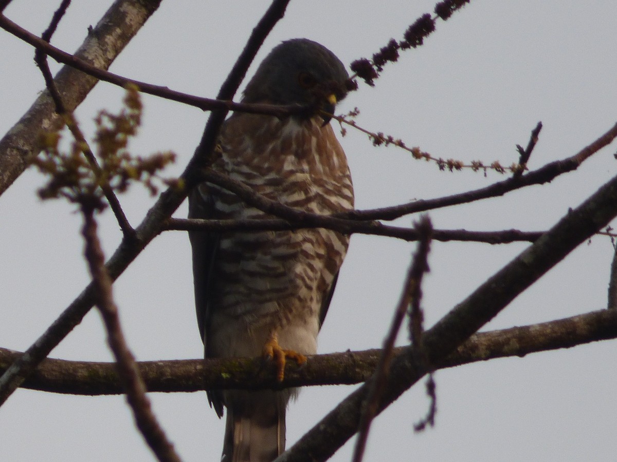 Crested Goshawk - ML643231623