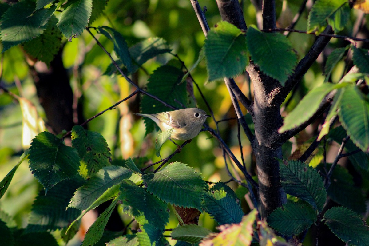 králíček americký - ML643231643