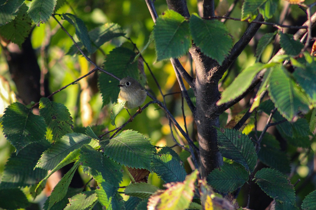 králíček americký - ML643231644