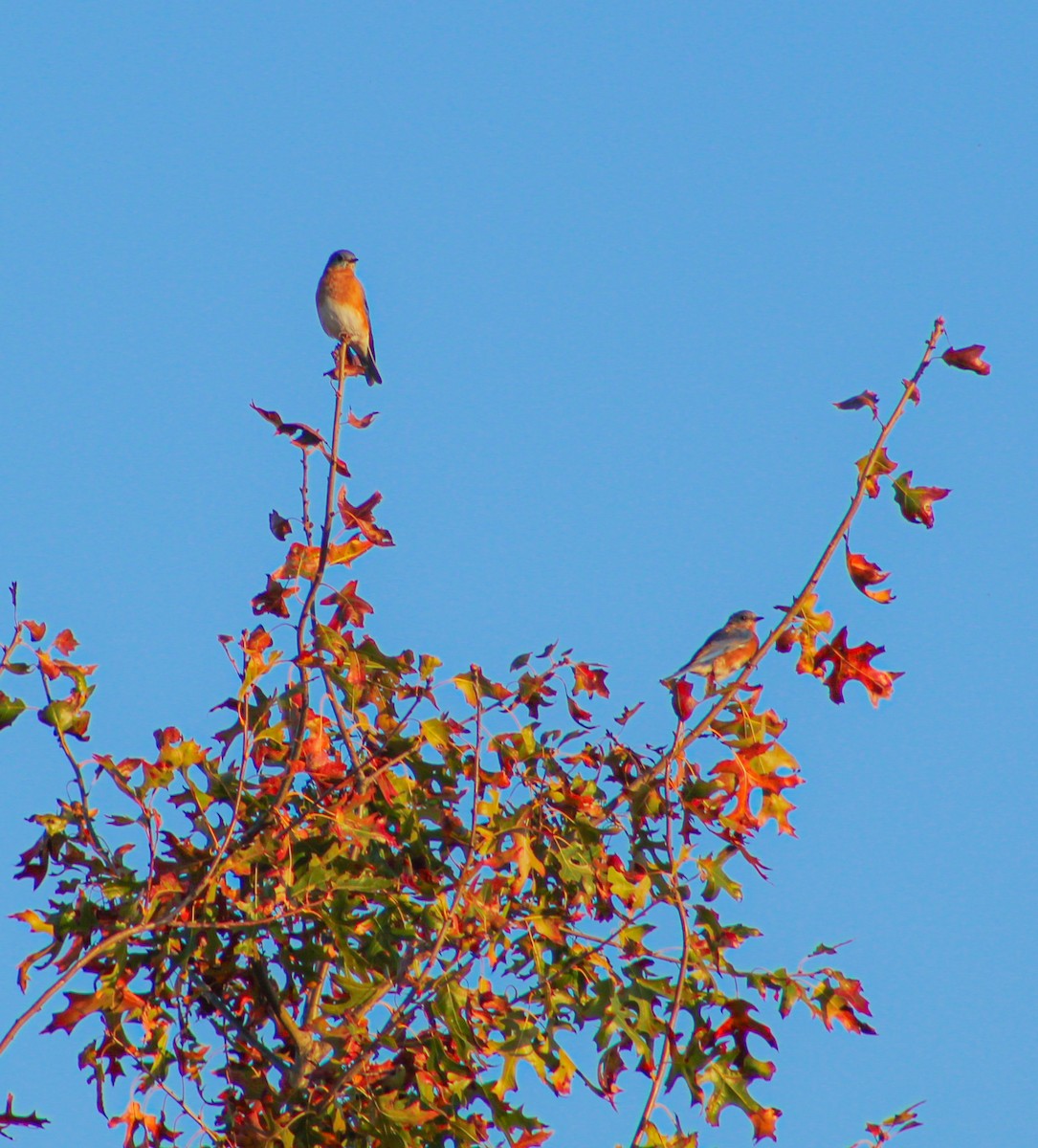 salašník modrý - ML643231652