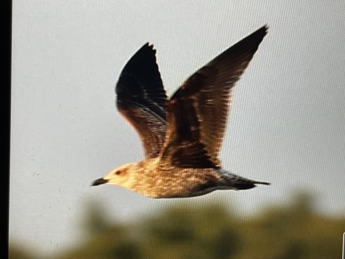 sildemåke - ML643231668