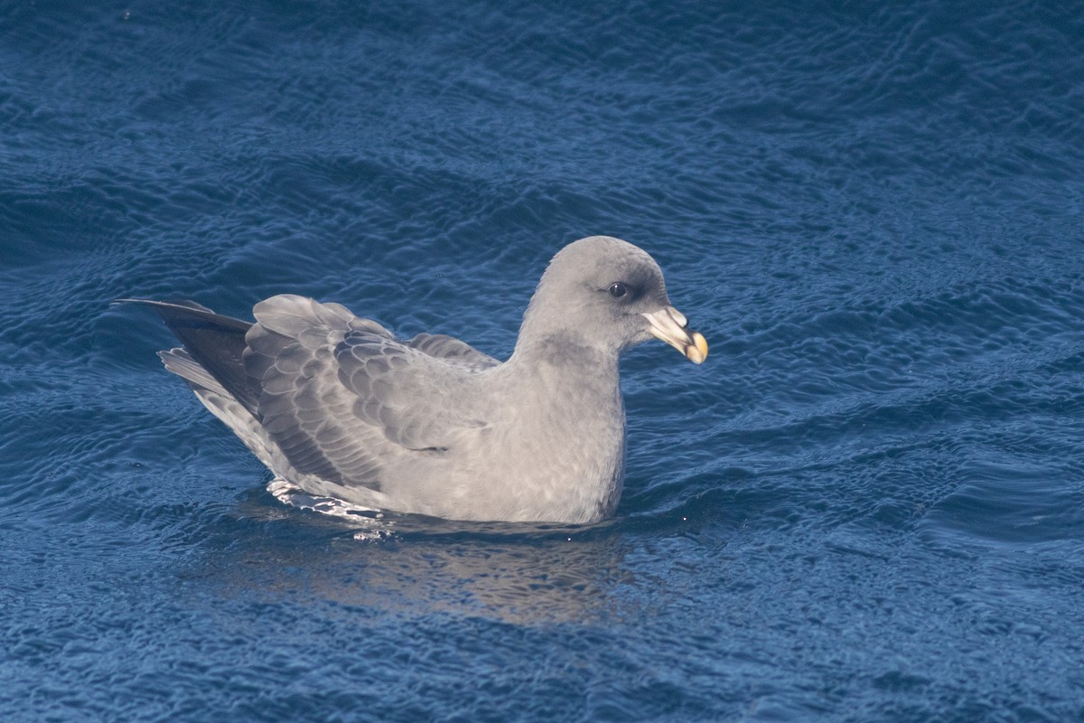 Northern Fulmar - ML643231710