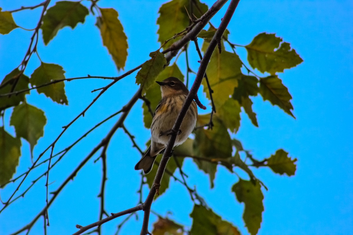 lesňáček žlutoskvrnný - ML643231713