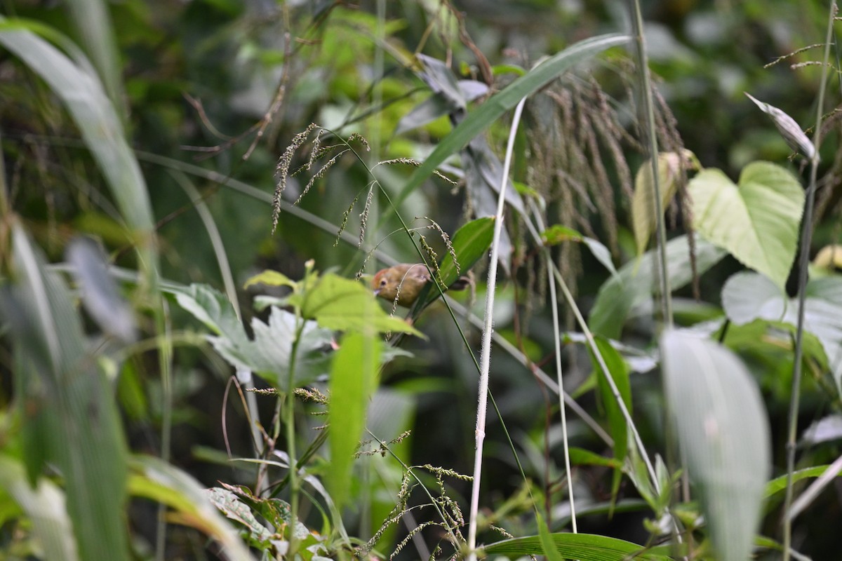 Rufous-capped Babbler - ML643231725