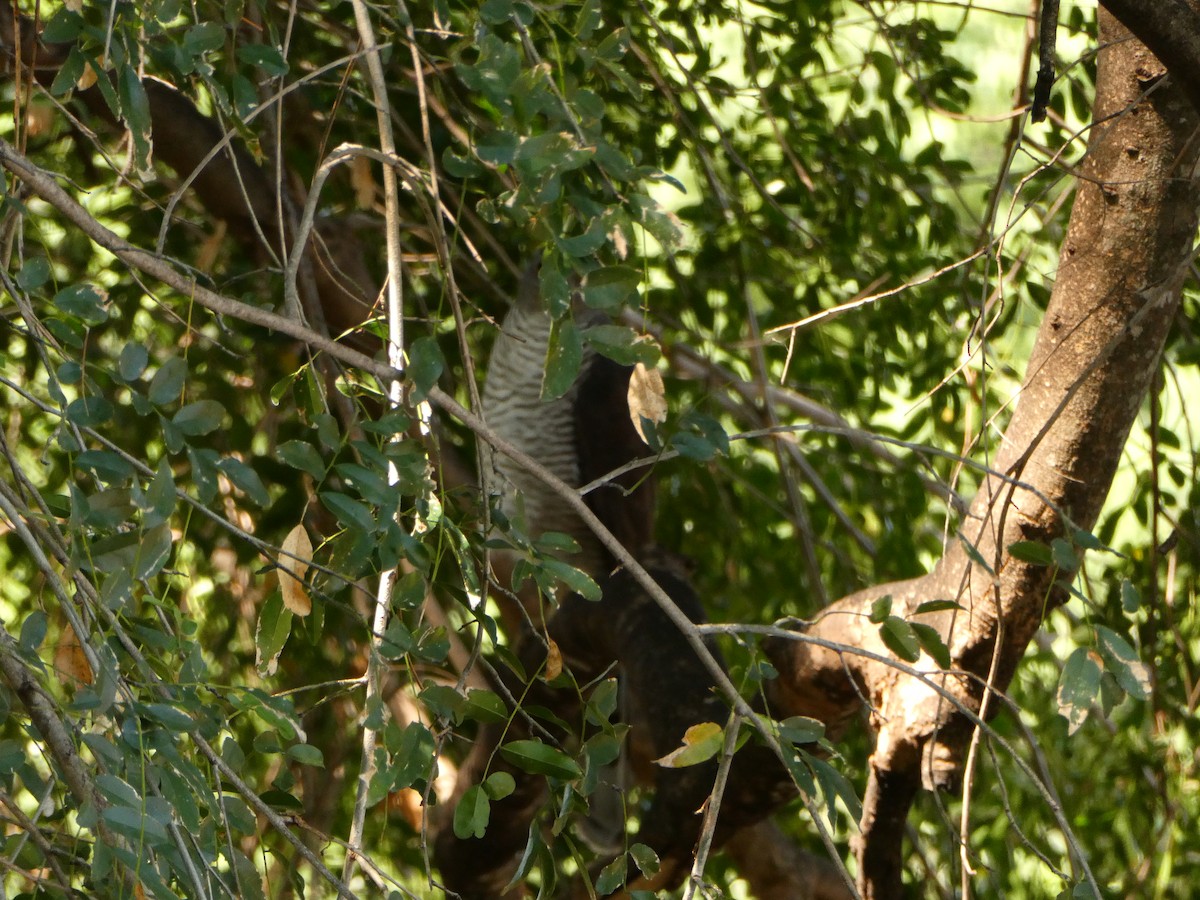 Épervier shikra (sphenurus/polyzonoides) - ML643231757