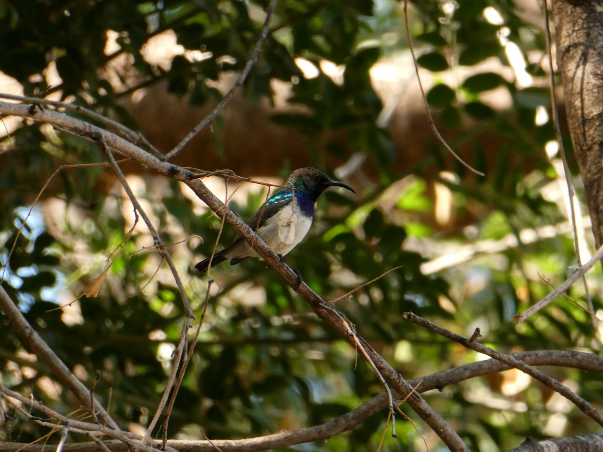 Souimanga à ventre blanc - ML643231766