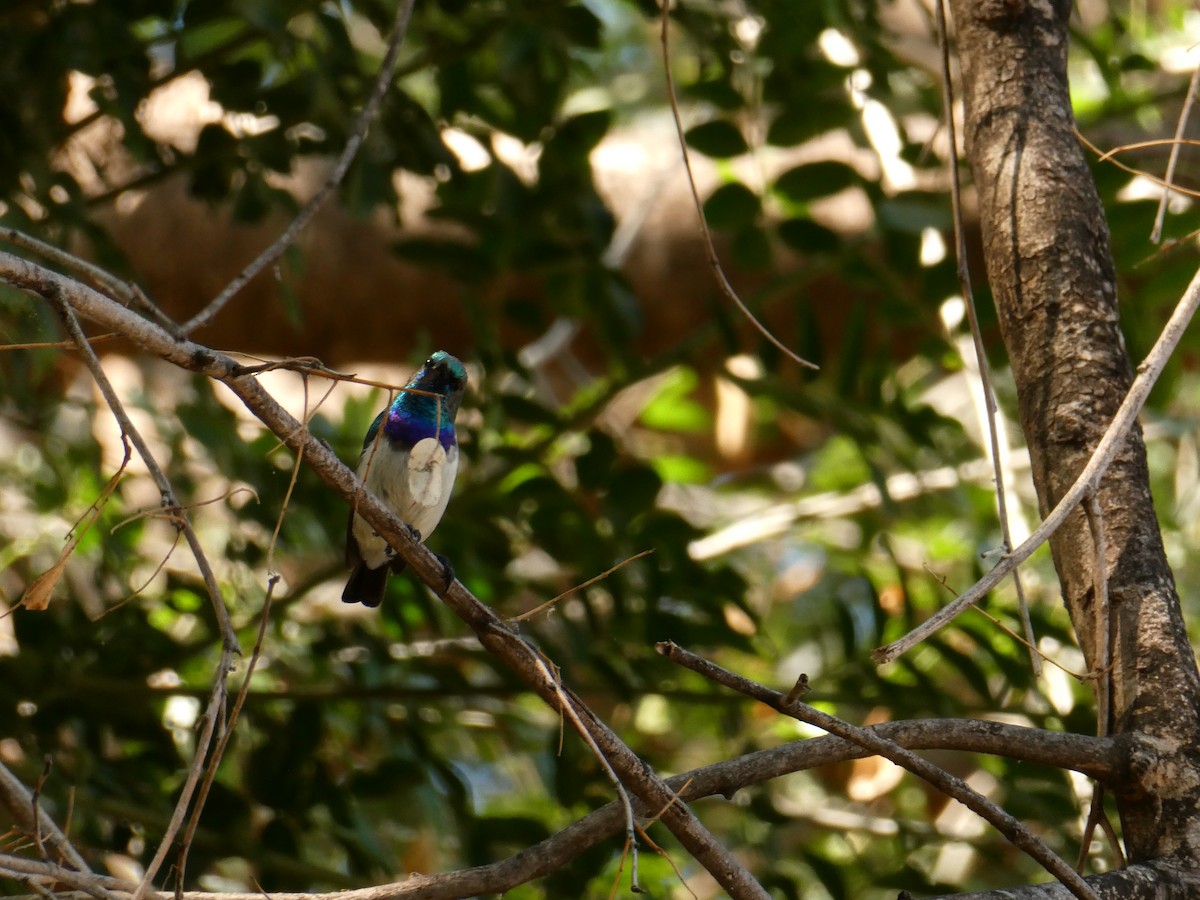 Souimanga à ventre blanc - ML643231767