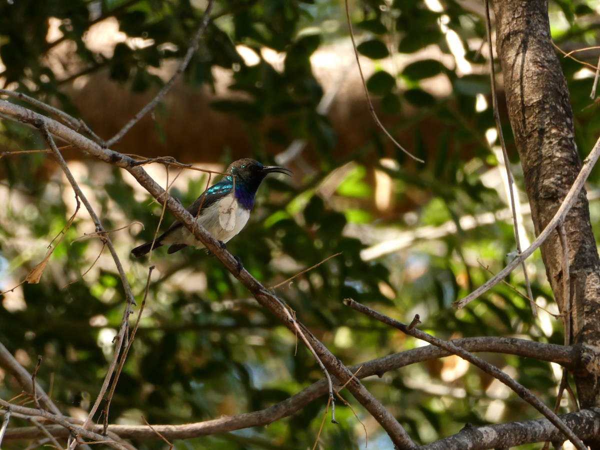 Souimanga à ventre blanc - ML643231768