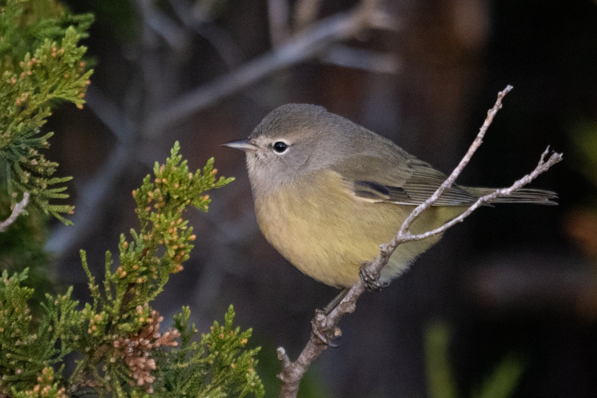 Orange-crowned Warbler (Gray-headed) - ML643231789