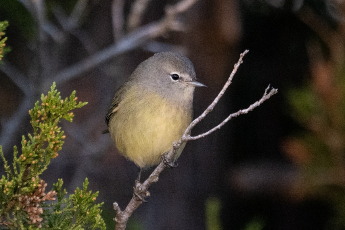 Orange-crowned Warbler (Gray-headed) - ML643231790