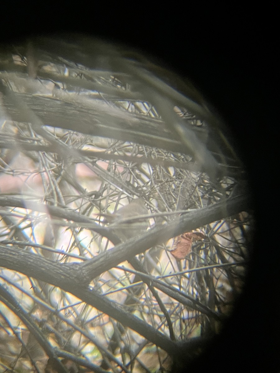 Hermit Thrush - ML643231802