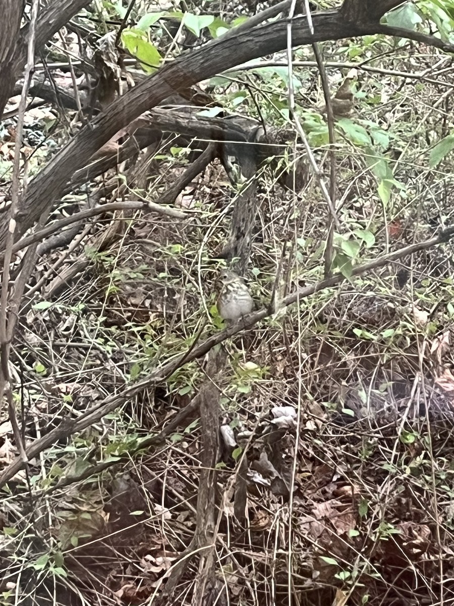 Hermit Thrush - ML643231804