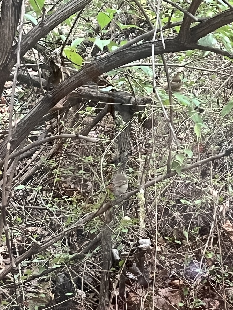 Hermit Thrush - ML643231806