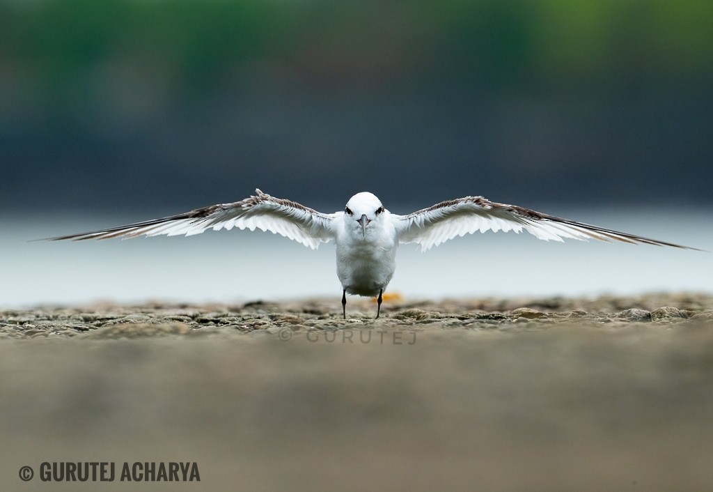Saunders's Tern - ML643231814