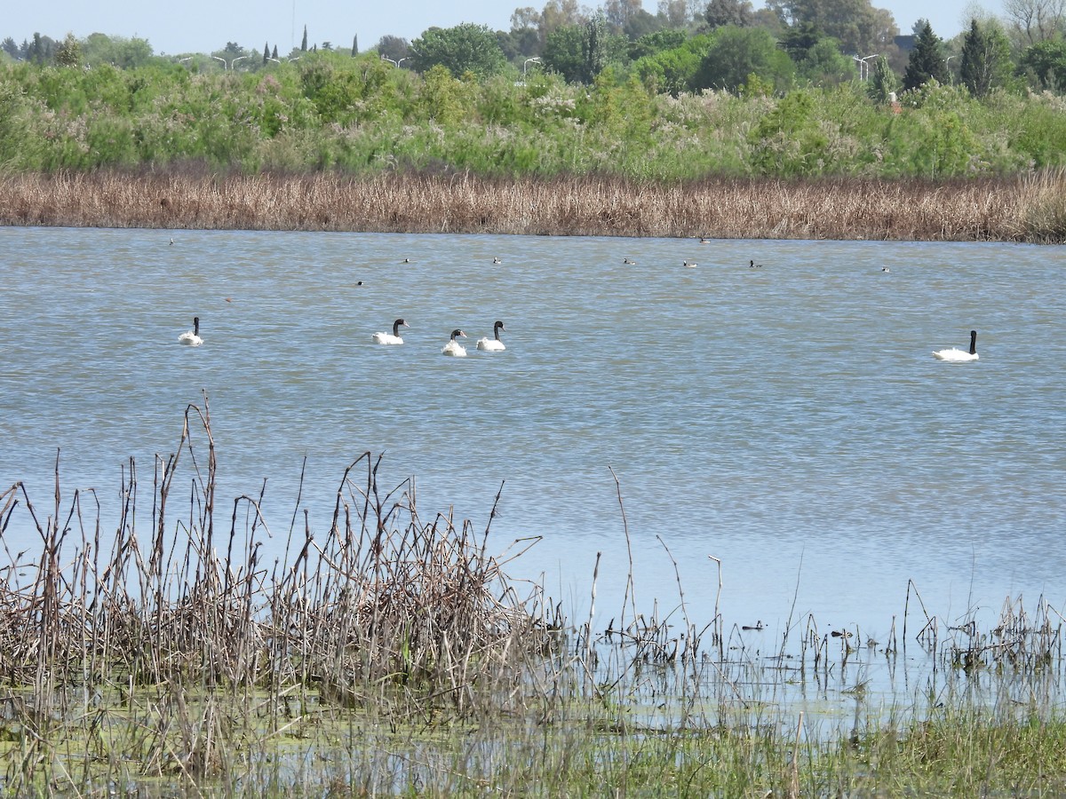 Black-necked Swan - ML643231815