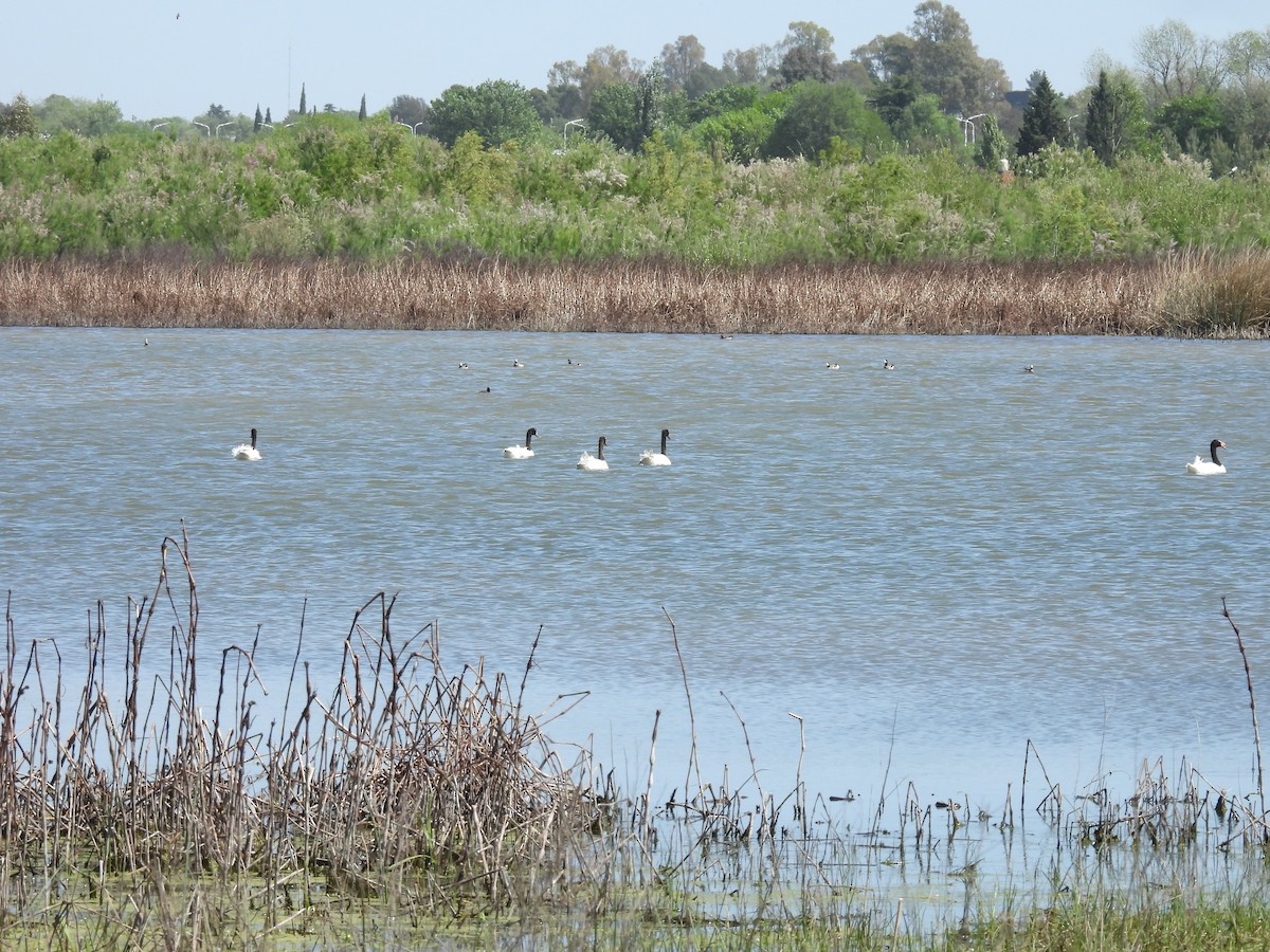 Black-necked Swan - ML643231816