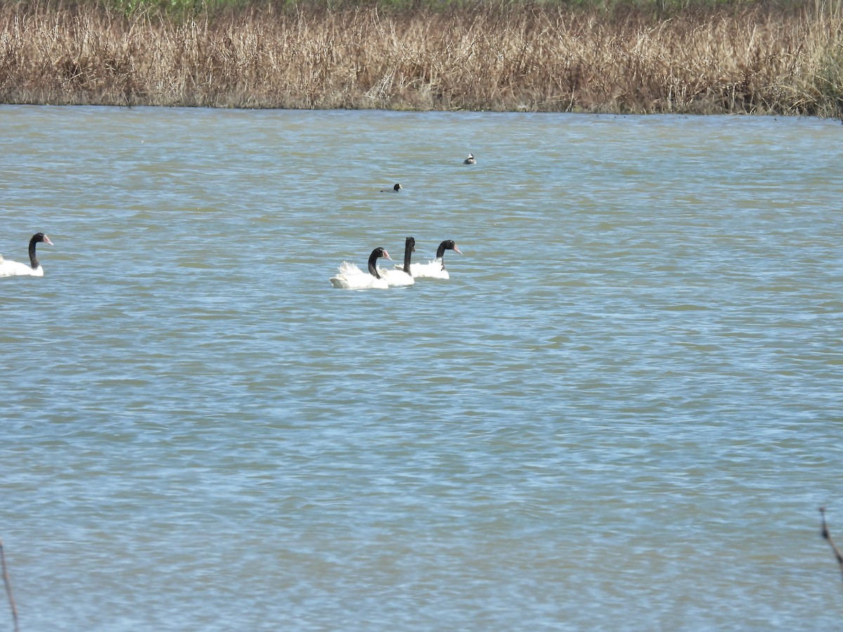 Black-necked Swan - ML643231818
