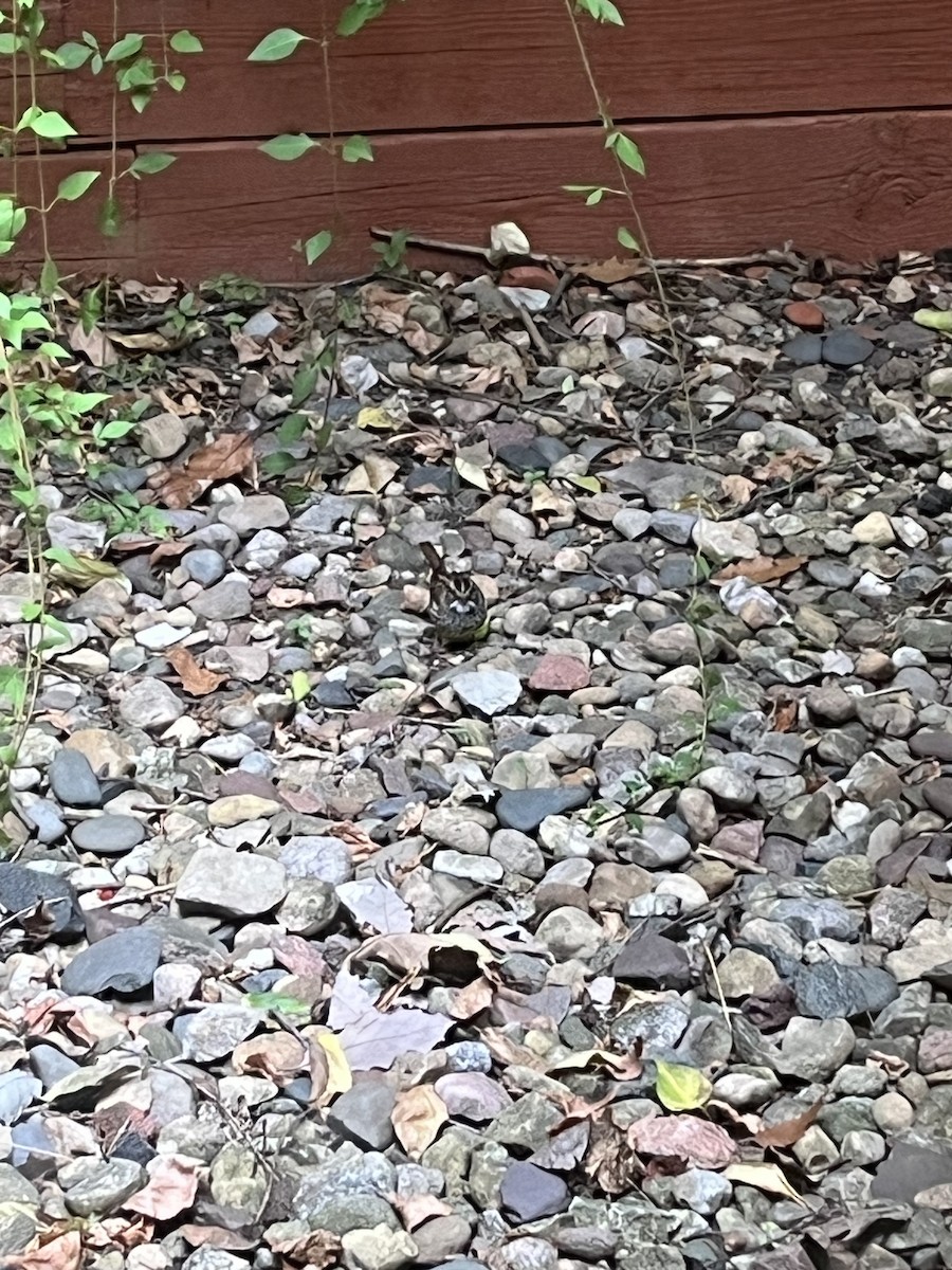 White-throated Sparrow - ML643231819