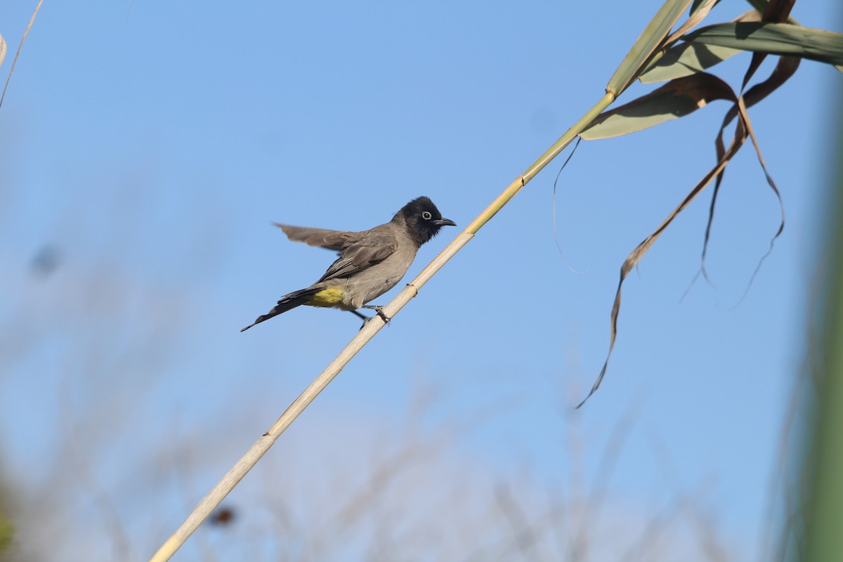 White-spectacled Bulbul - ML643231824