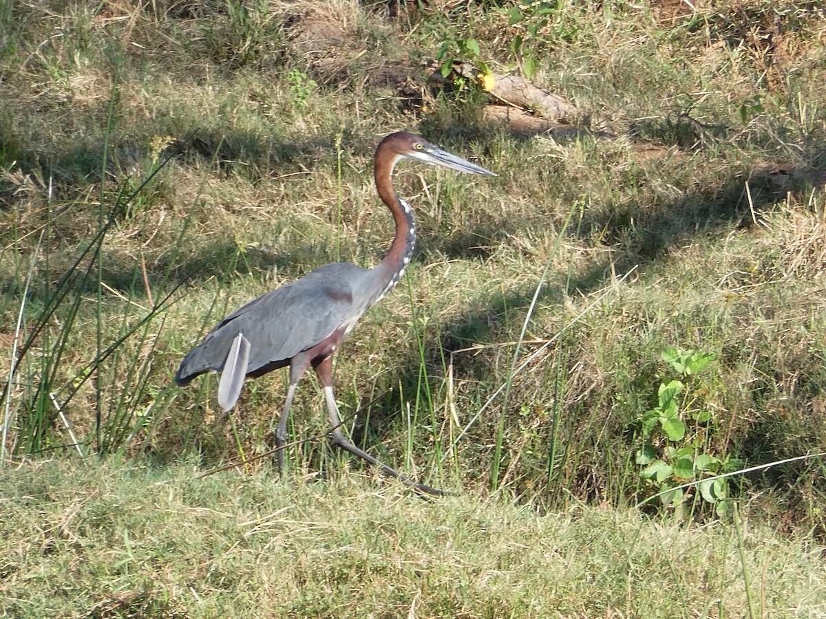 Héron goliath - ML643231843